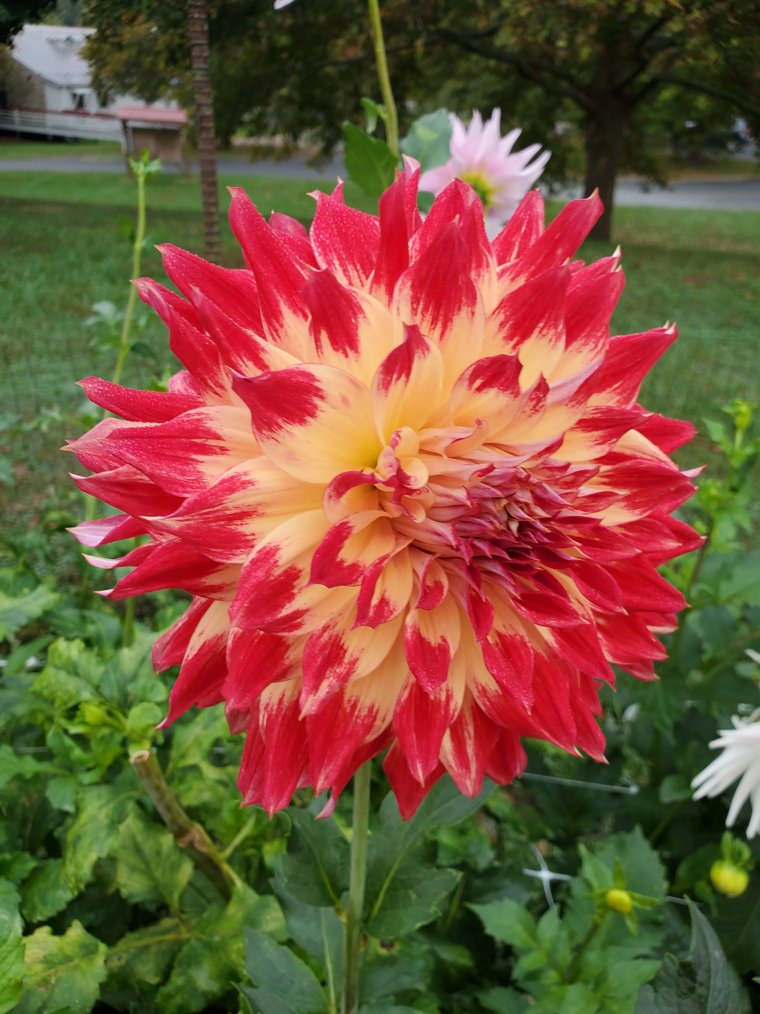 Hollyhill+PDX+Sunset.jpg?